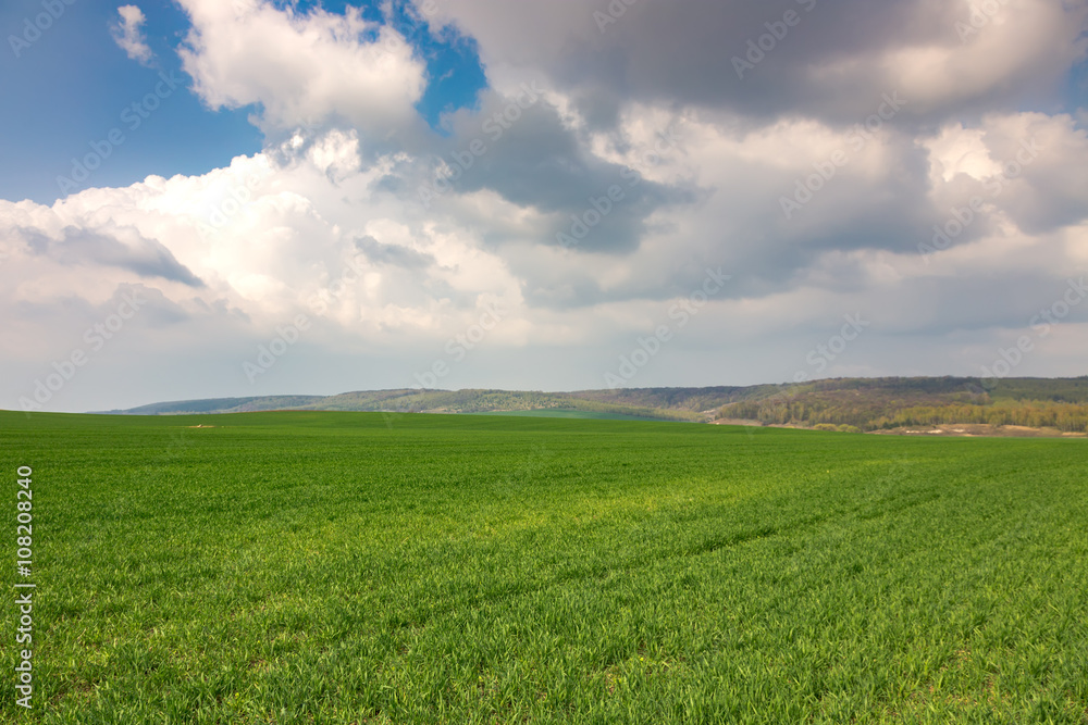 Huge field of green wheat in spring. 