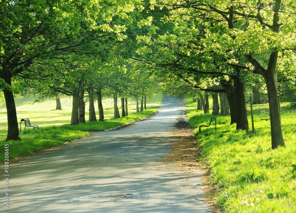 Fototapeta premium Summer Landscape.