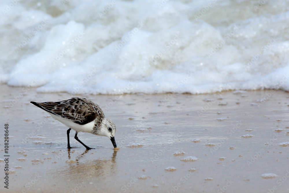 Sanderlingfeeding  at the edge of the sea