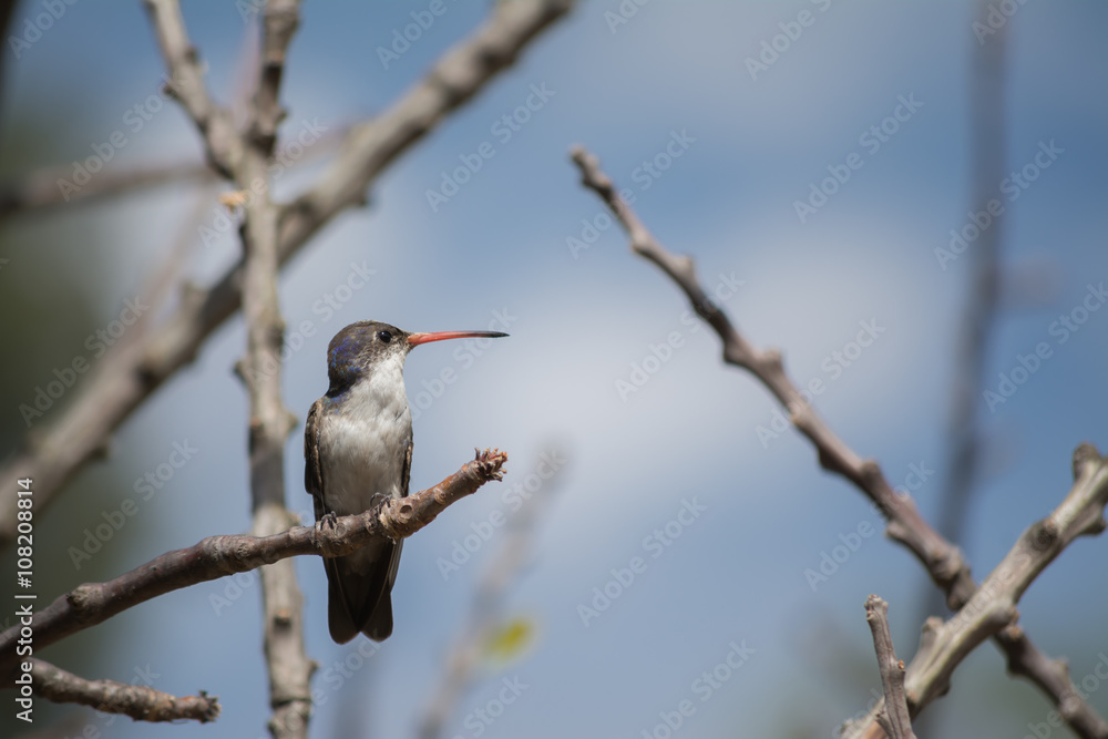 El colibrí está parado en la rama seca. El colibrí está parado en la rama seca.