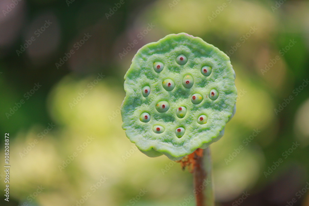 Lotus leaves and seeds Lotus leaves and seeds