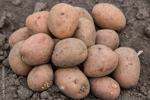 organic potatoes in the field