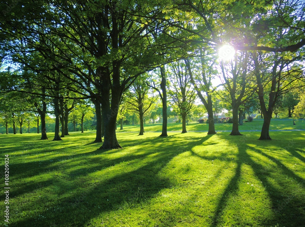 Naklejka premium Summer Landscape.