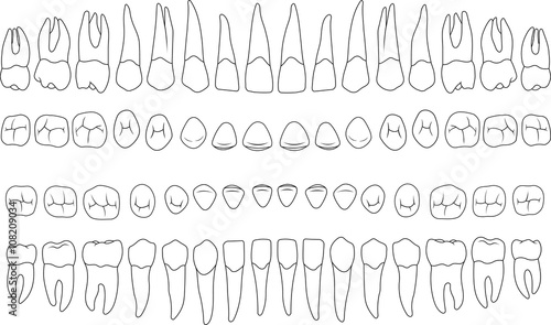 anatomically correct teeth
