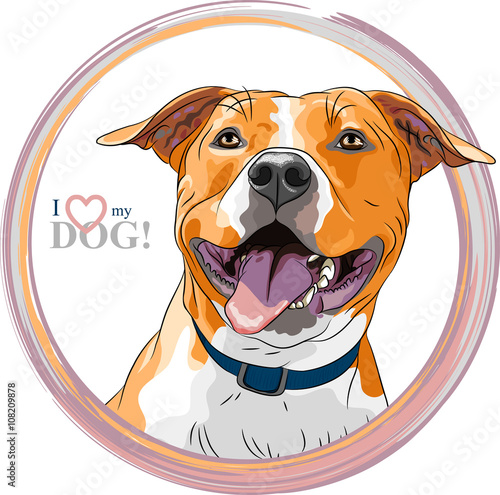 closeup portrait of the smiling dog American Staffordshire Terrier breed