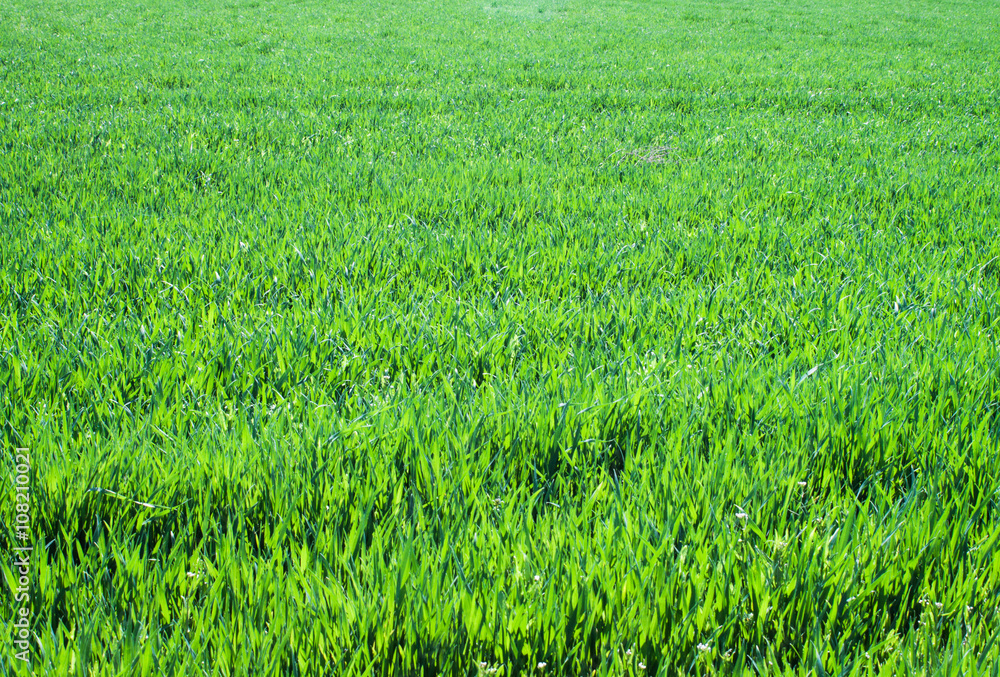 Green grass background texture