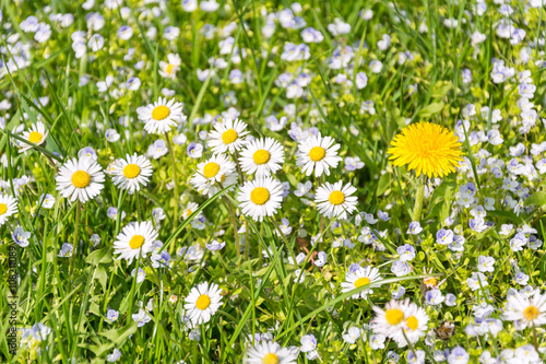 Fototapeta Naklejka Na Ścianę i Meble -  Blumenwiese Frühling