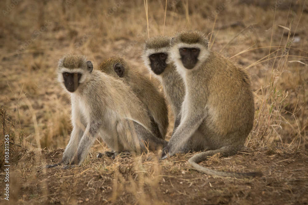 Group of velvet monkeys sitting on the ground, Tanzania, Africa Group of velvet monkeys sitting on the ground, Tanzania, Africa