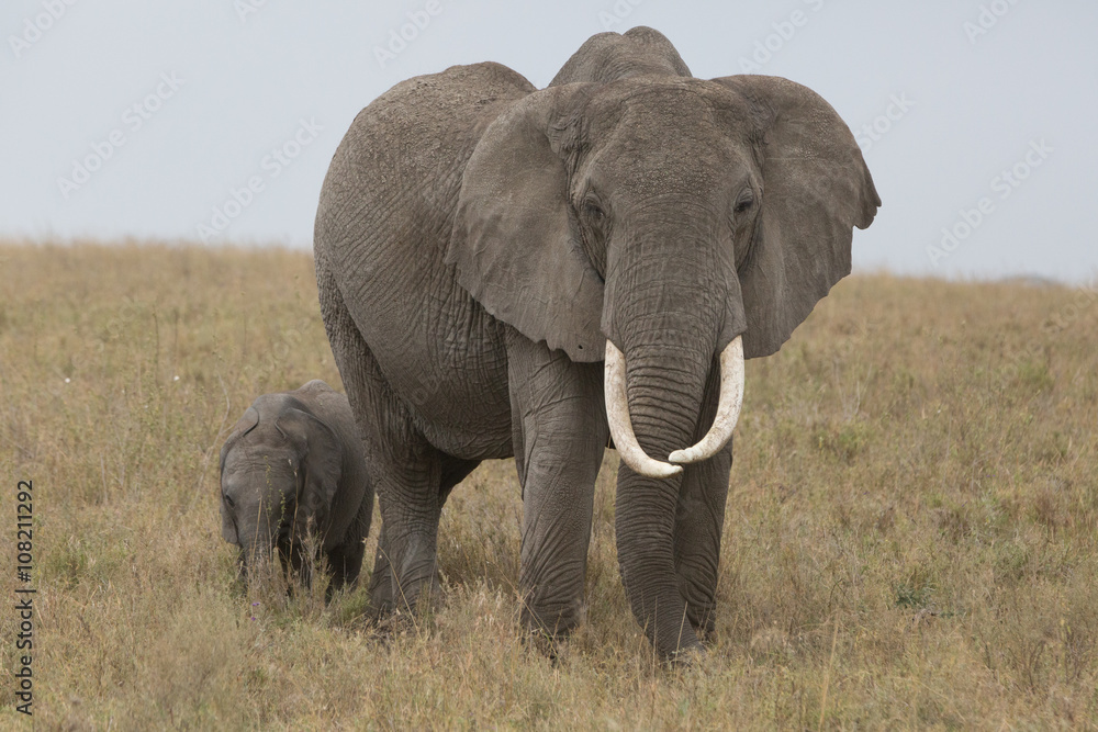 elephant and baby in the savannah. Africa. Kenya. Tanzania. Serengeti. Maasai Mara.
