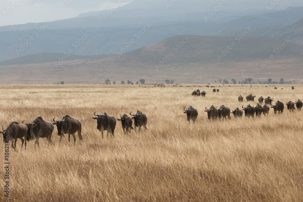 Going on safari in the NgoroNgoro Conservation Area (NCA), a UNESCO World Heritage Site located in the Crater Highlands near Arusha, Tanzania, in East Africa.