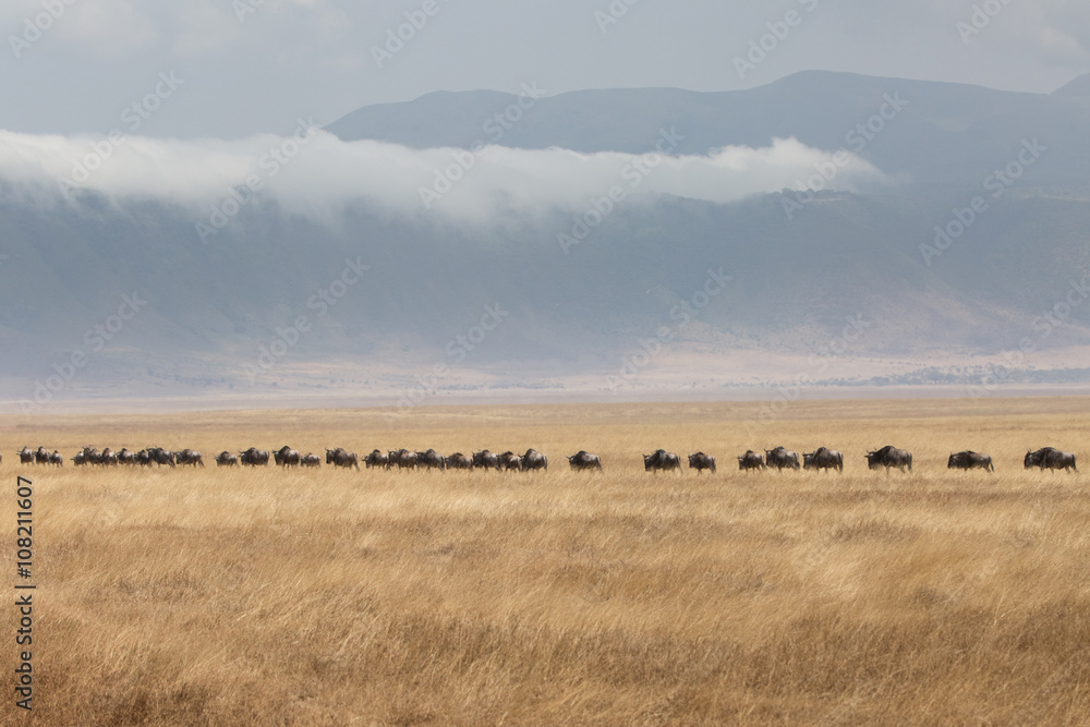 Obraz premium Going on safari in the NgoroNgoro Conservation Area (NCA), a UNESCO World Heritage Site located in the Crater Highlands near Arusha, Tanzania, in East Africa.