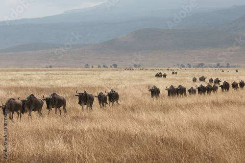 Going on safari in the NgoroNgoro Conservation Area (NCA), a UNESCO World Heritage Site located in the Crater Highlands near Arusha, Tanzania, in East Africa. © eric