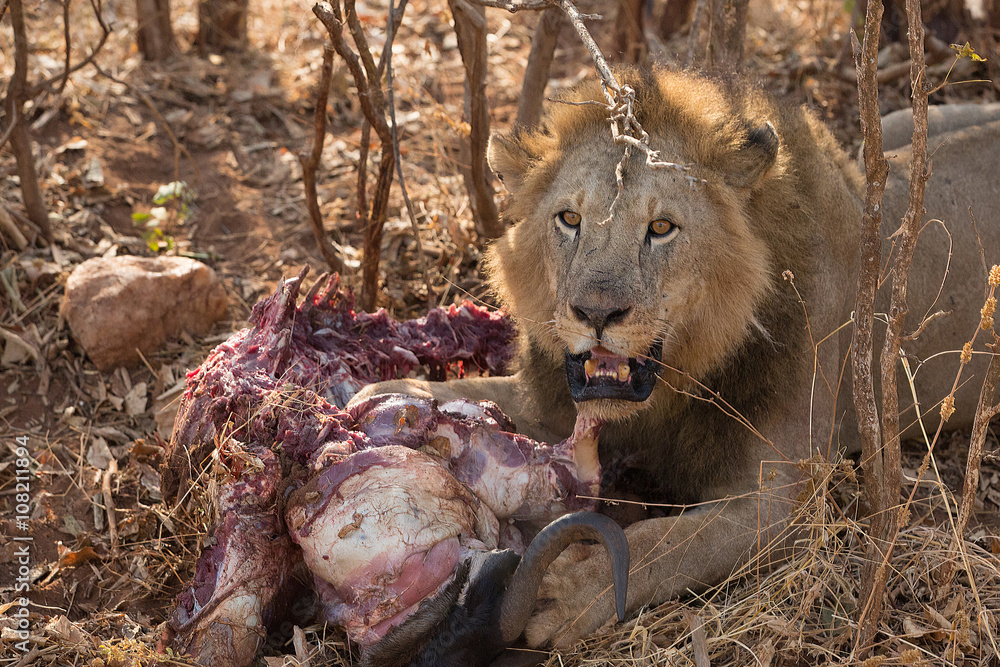 Naklejka premium A lion feeds on a freshly killed wildebeest carcass.