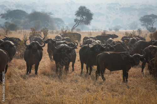 Wild african buffalo bull, africa, tanzania © eric