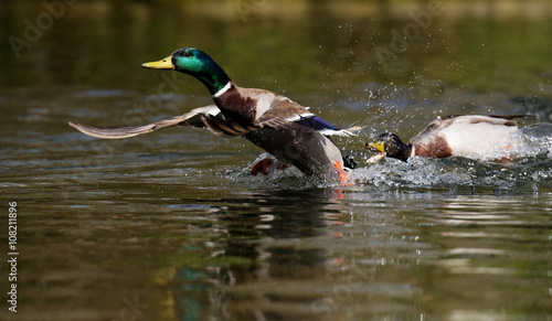 Mallard, Duck, Anas platyrhynchos