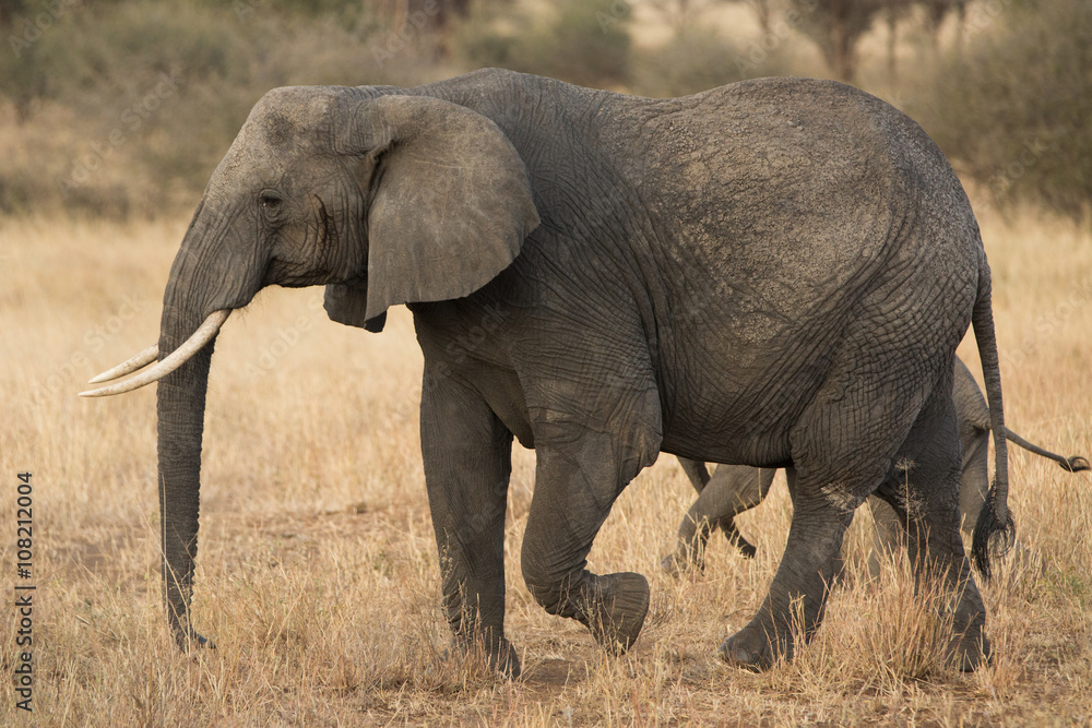 Group of elephants in the savannah. Africa. Kenya. Tanzania. Serengeti. Maasai Mara. Group of elephants in the savannah. Africa. Kenya. Tanzania. Serengeti. Maasai Mara.