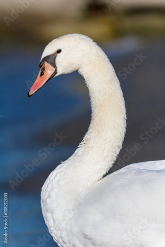 Fototapeta Naklejka Na Ścianę i Meble -  Portrait of white swan outdoor