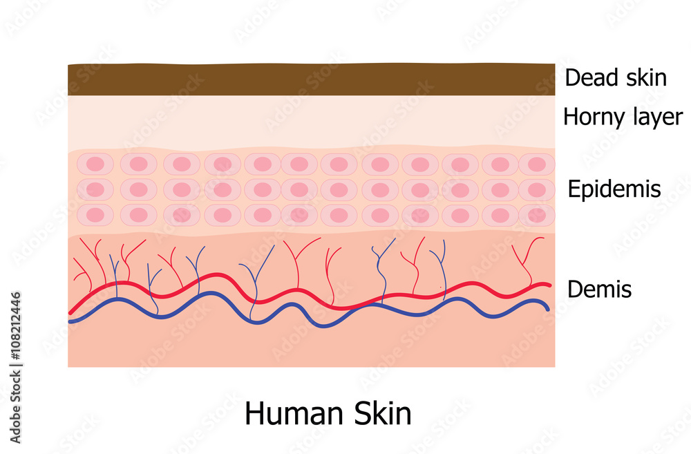 Human skin layer with dead cell infographic Stock Vector Adobe Stock
