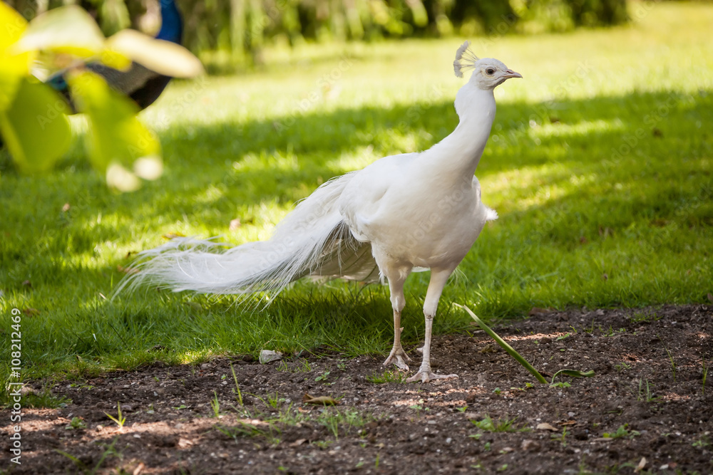 Fototapeta premium Beautiful spread of a white peacock