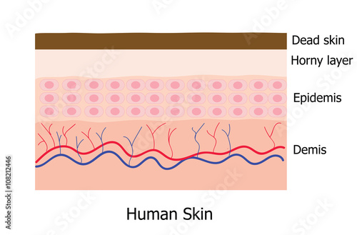 Human skin layer with dead cell  infographic