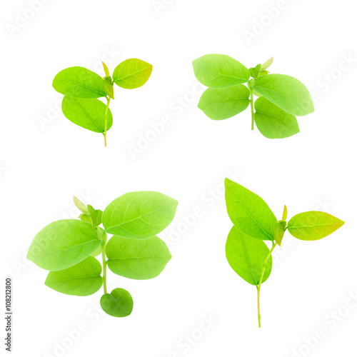 Fresh young green plant and leaf isolated on white background.
