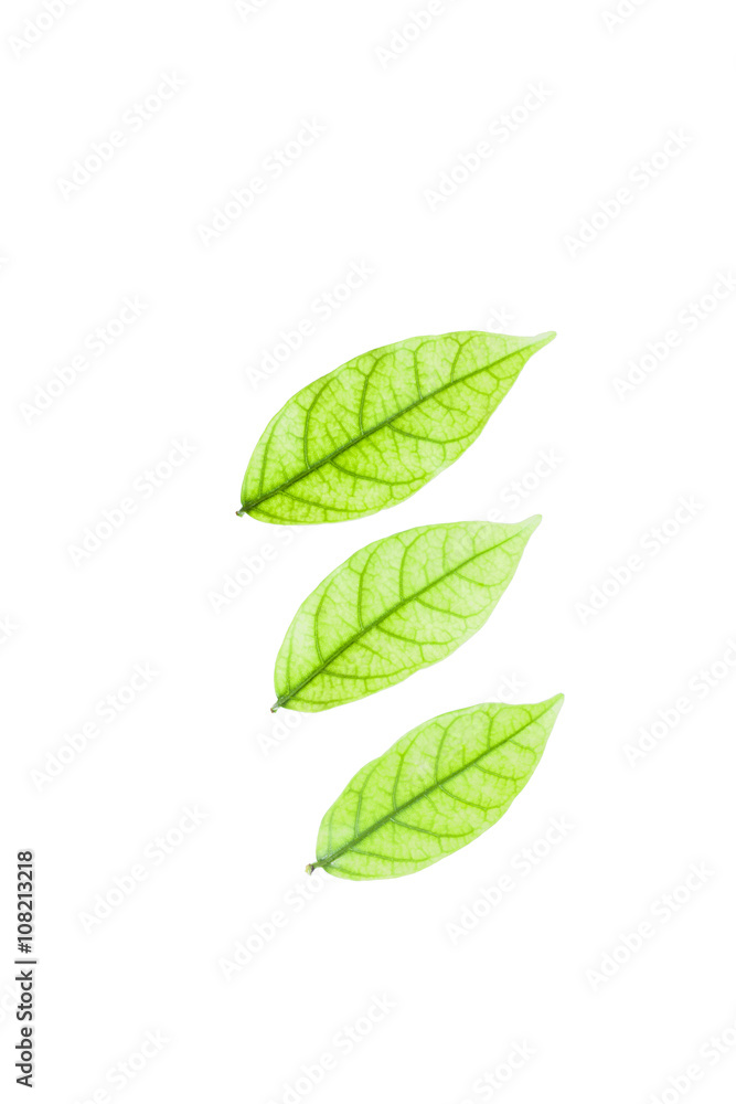 Fresh Green leaf isolated background. Fresh Green leaf isolated background.