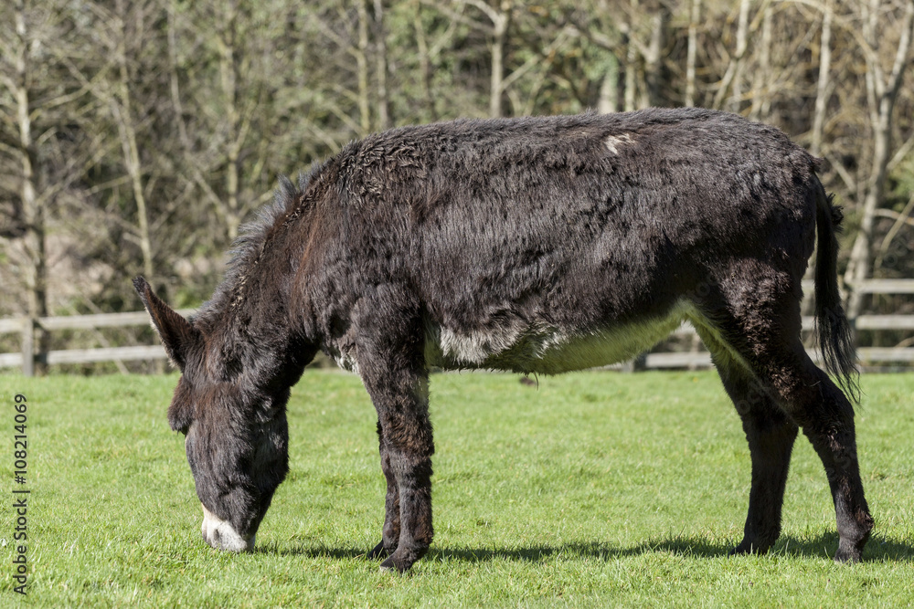 Fototapeta premium Lone Donkey grazing in grass field.