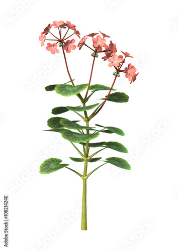 Fototapeta Naklejka Na Ścianę i Meble -  3D Illustration Purple Geranium on White