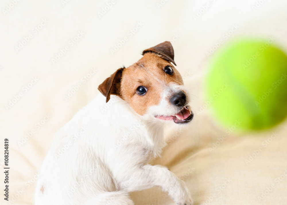 Funny terrier dog playing and catching ball indoor