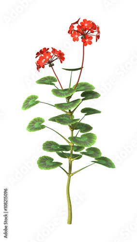 Fototapeta Naklejka Na Ścianę i Meble -  3D Illustration Red Geranium on White