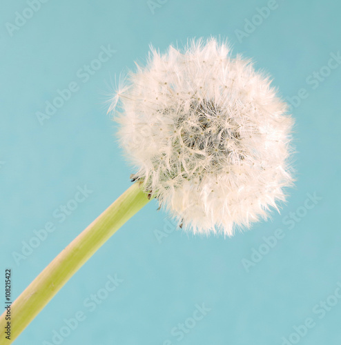 Pusteblume photo