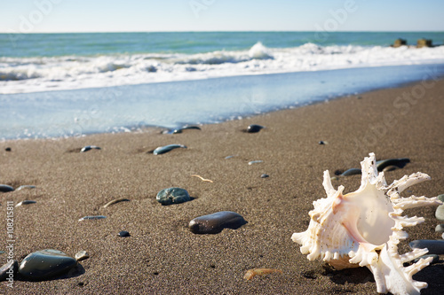 Seashell on the beach under blue sky © ZoomTeam