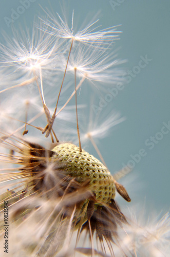 Fototapeta Naklejka Na Ścianę i Meble -  Pusteblume