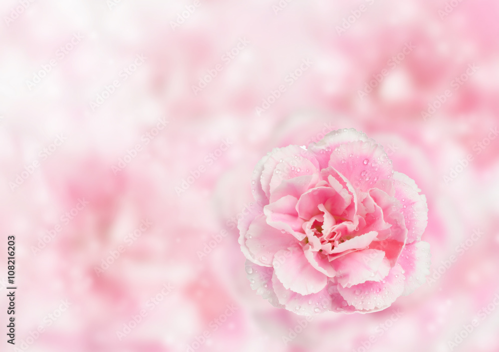 Pink Carnation flower background