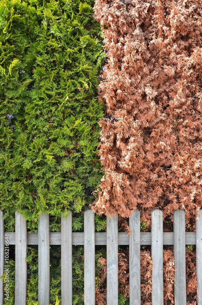 Gartenzaun mit Hecke Gartenzaun mit Hecke