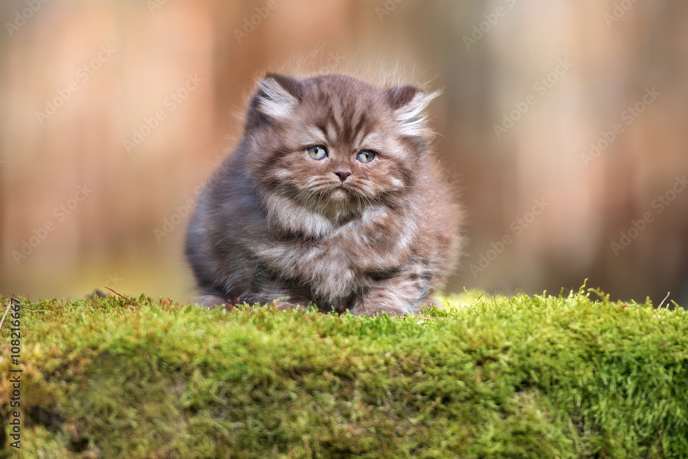 brown british longhair kitten outdoors