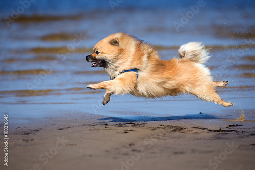 german spitz dog running on a beach