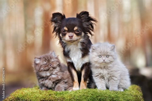 brown chihuahua dog posing with two kittens