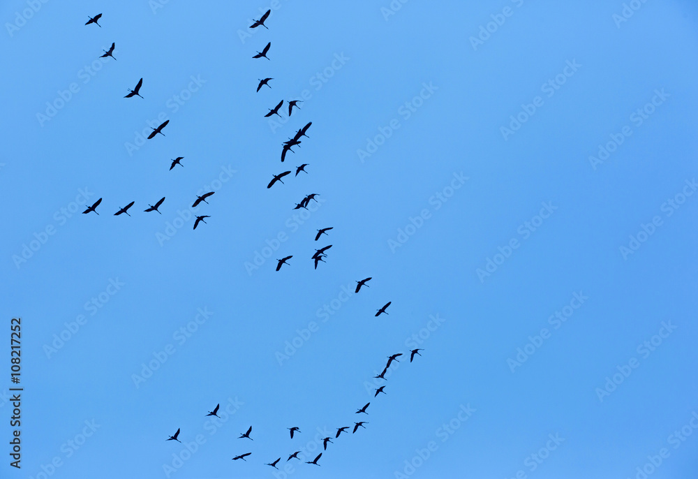 Migratory Birds Flying on blue sky
Migratory Birds Flying on blue sky