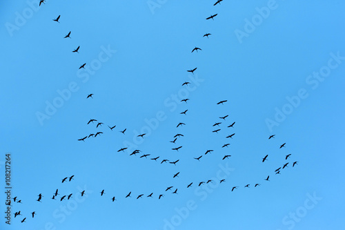 Migratory Birds Flying on blue sky 