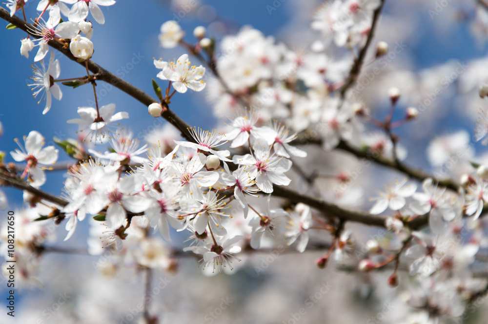 Blooming apple tree at spring time. Blooming apple tree at spring time.