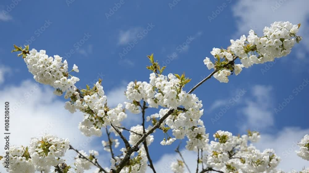 Frühlingsbaum Frühlingsbaum