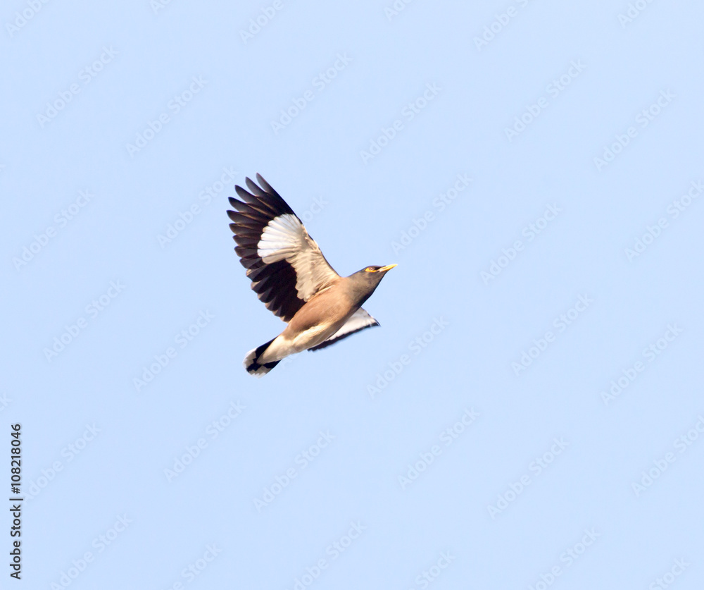 Obraz premium Starling in flight against blue sky