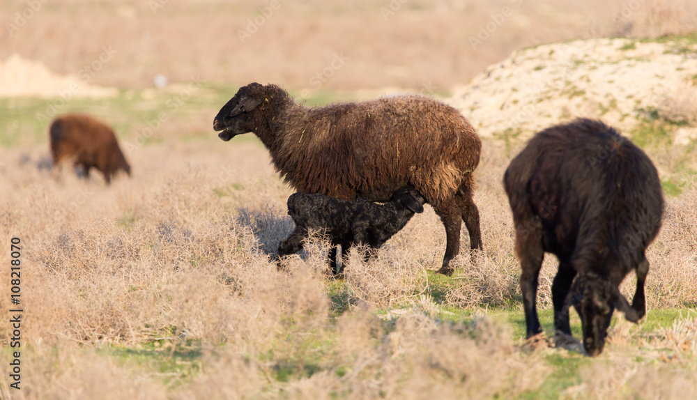 Fototapeta premium sheep in the pasture at sunset
