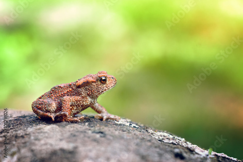 Small toad on a stone