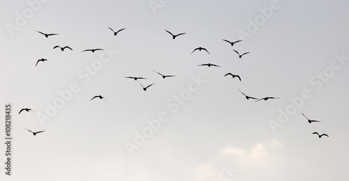 a flock of seagulls in the sky at sunset