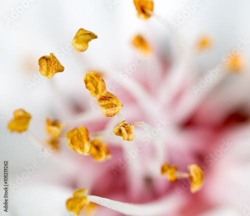 Cuadro en lienzo yellow pollen in a white flower. macro