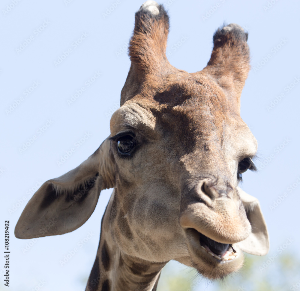Obraz premium Portrait of a giraffe against the blue sky