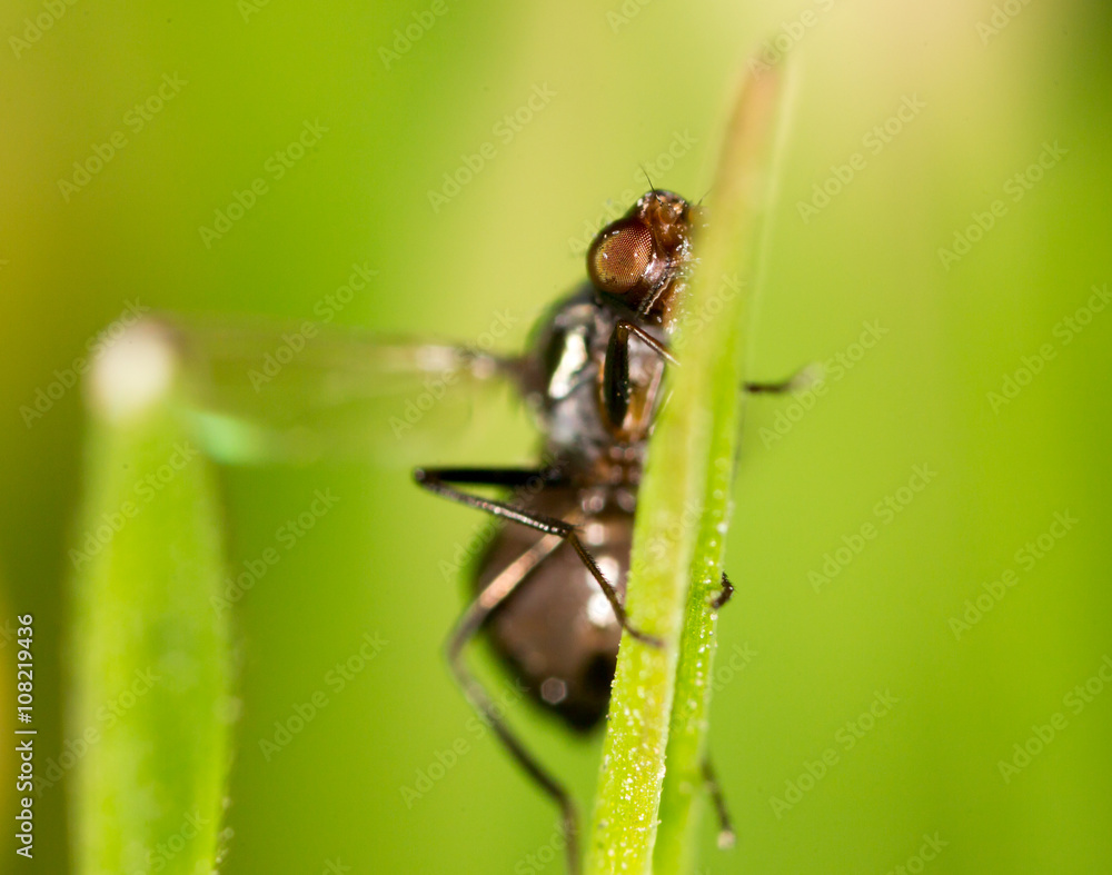 It flies in the grass on the nature. macro It flies in the grass on the nature. macro