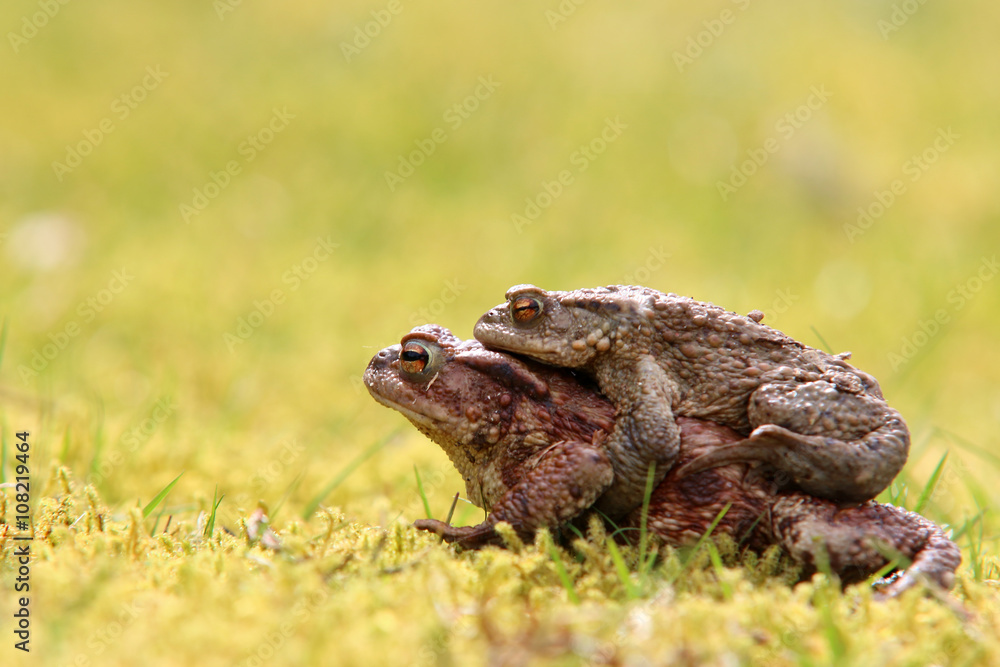 Obraz premium Erdkrötenpaar